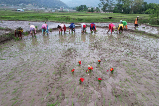 रोपाइँमा भकारी बाँध्ने परम्परागत चलन